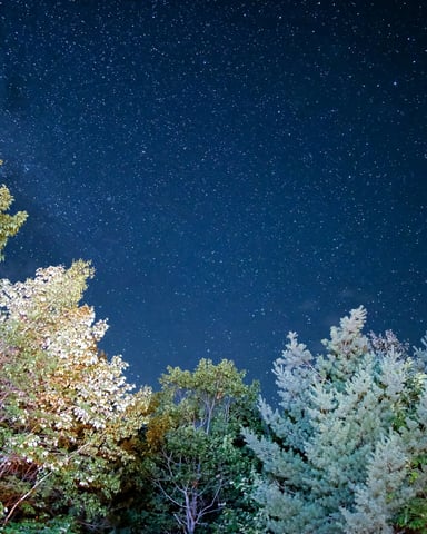 Starry night sky framed by tall evergreen and deciduous trees lit from below