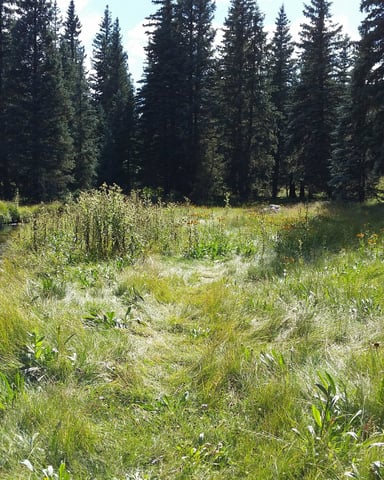 Mountain meadow with wildflowers and stream bordered by dense coniferous forest