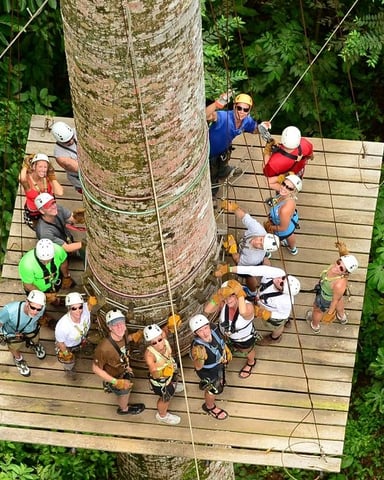 Aerial view of group on wooden platform around large tree trunk in rainforest canopy tour